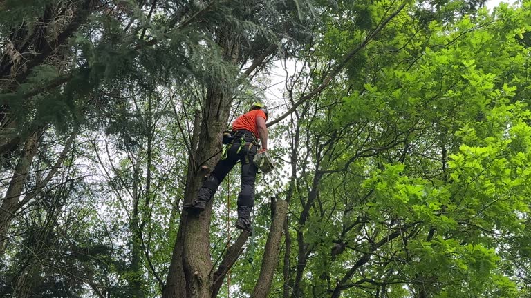 Best Tree Removal Services  in Kitty Hawk, NC